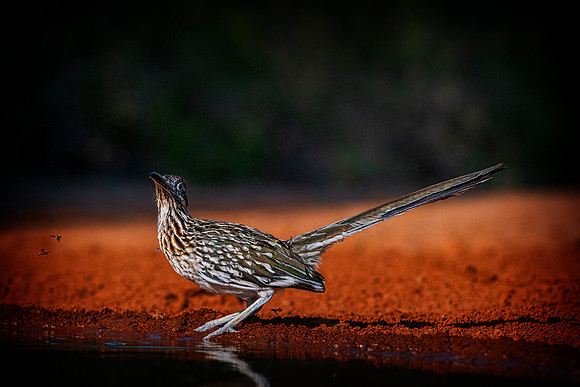 Road Runner