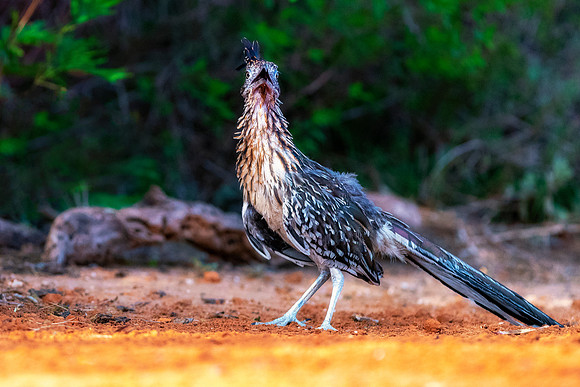 Road Runner