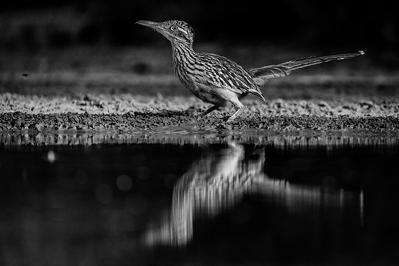 Road Runner