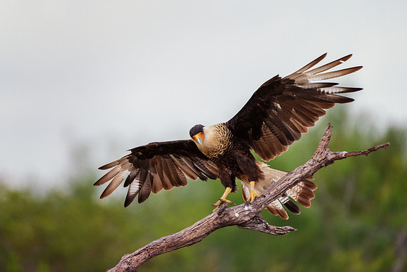 Caracara