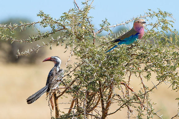 "Southern Red Billed Hornbill", wings, beak, Africa, feathers, colors, tree, eyes, Namibia, Botswana, Zimbabwe, Zambia, "South Africa", feathers, friends, "Lilac breasted roller"