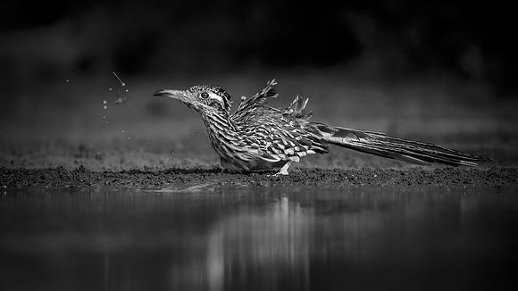 Road Runner