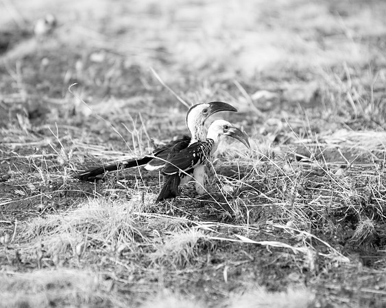 Africa, Botswana, Namibia, "South Africa", "Southern Red Billed Hornbill", Zambia, Zimbabwe, beak, colors, eyes, feathers, feathers, tree, wings