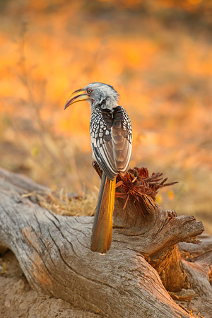 "Southern yellow Billed Hornbill", wings, beak, Africa, feathers, colors, tree, eyes, Namibia, Botswana, Zimbabwe, Zambia, "South Africa", feathers, friends