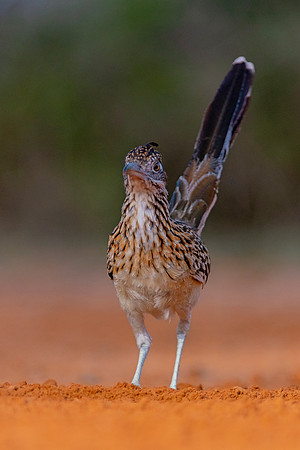 Road Runner