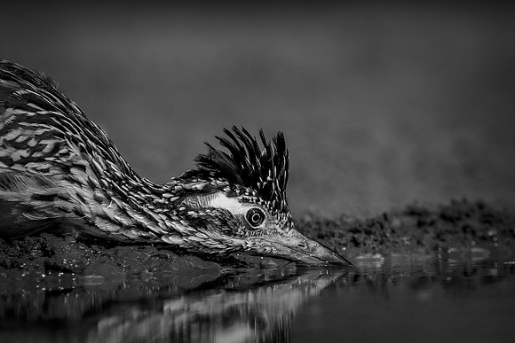 Road Runner