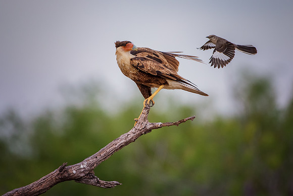 Caracara
