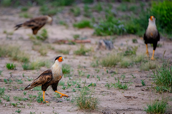 Caracara