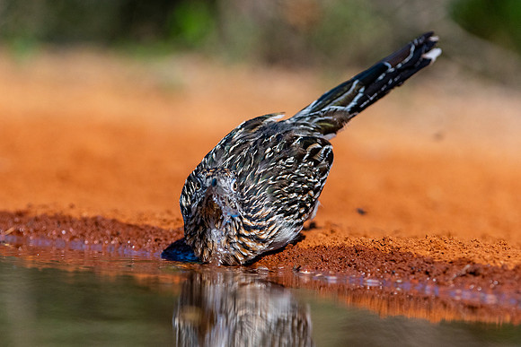 Road Runner