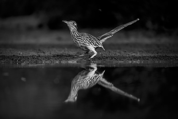 Road Runner