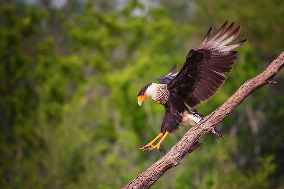 Caracara