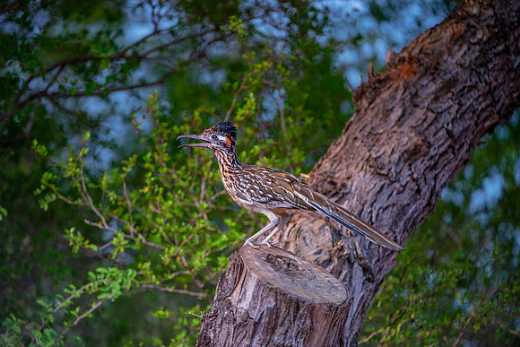 Road Runner