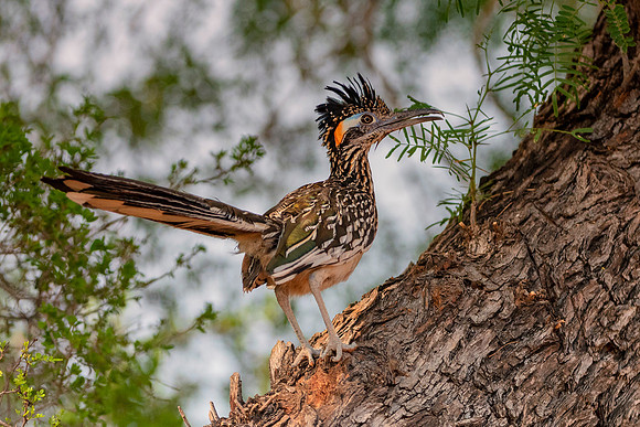 Road Runner