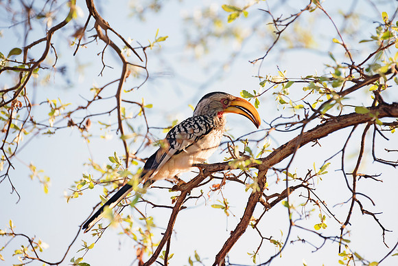 Africa, Botswana, Namibia, "South Africa", "Southern Red Billed Hornbill", Zambia, Zimbabwe, beak, colors, eyes, feathers, feathers, tree, wings