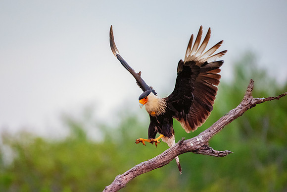 Caracara