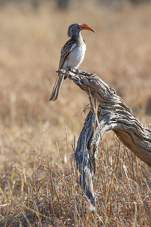 "Southern Red Billed Hornbill", wings, beak, Africa, feathers, colors, tree, eyes, Namibia, Botswana, Zimbabwe, Zambia, "South Africa", feathers