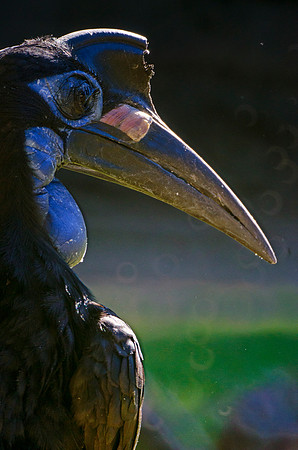 beak, "black bird", "exotic bird", "long beak", wildlife, zoo