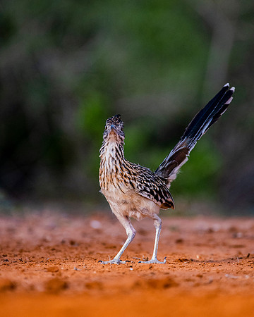 Road Runner