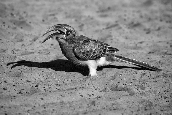 "Southern Red Billed Hornbill", bertazzoni, Africa, Namibia, Botswana, Zimbabwe, Mozambique, feathers, "black & white", nature, artistic, beak, details,