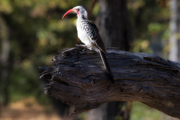 "Southern Red Billed Hornbill", wings, beak, Africa, feathers, colors, tree, eyes, Namibia, Botswana, Zimbabwe, Zambia, "South Africa", feathers, friends