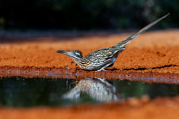 Road Runner