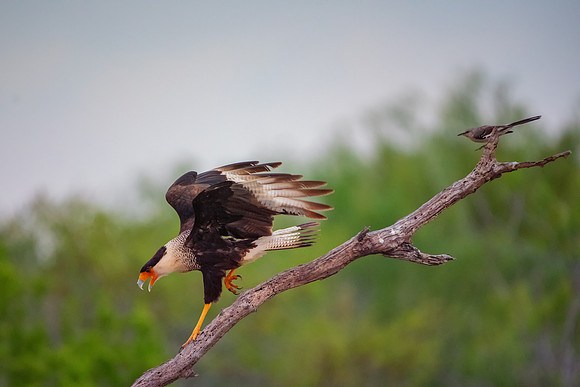 Caracara
