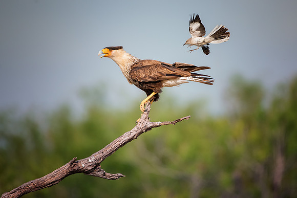 Caracara