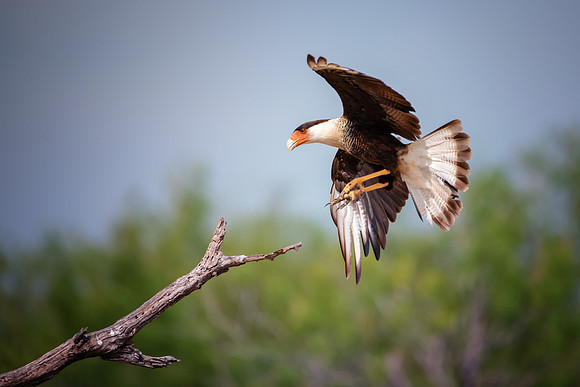 Caracara