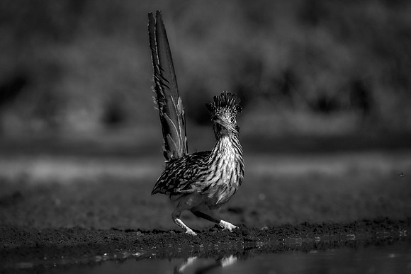 Road Runner