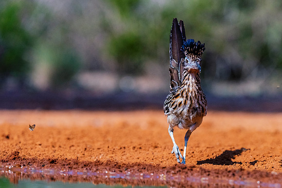 Road Runner
