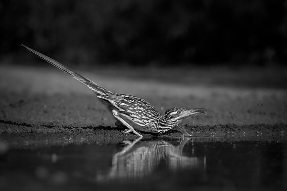 Road Runner
