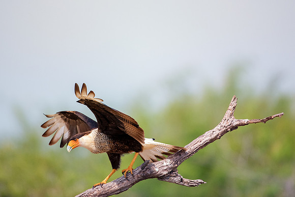 Caracara
