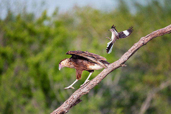 Caracara