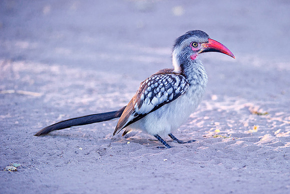 "Southern Red Billed Hornbill", wings, beak, Africa, feathers, colors, tree, eyes, Namibia, Botswana, Zimbabwe, Zambia, "South Africa", feathers