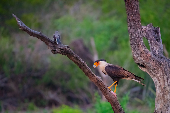 Caracara