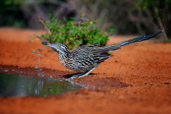 Road Runner