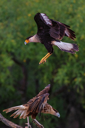 Caracara