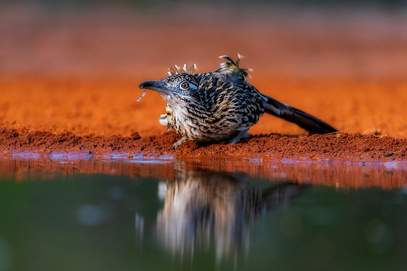 Road Runner