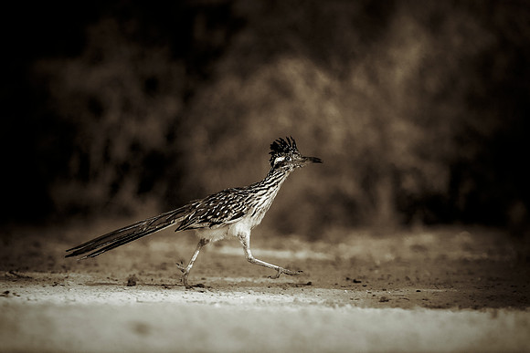 Road Runner