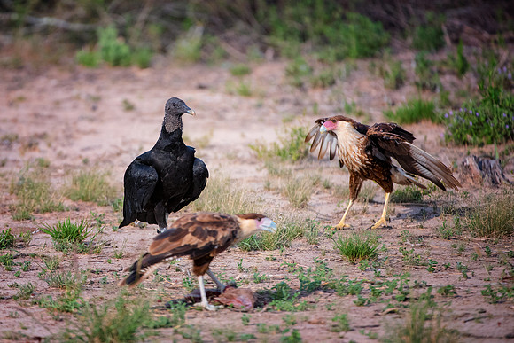 Caracara