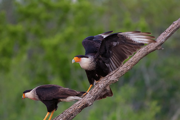 Caracara