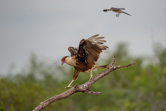 Caracara