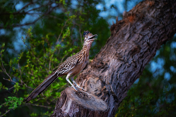 Road Runner