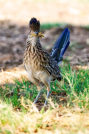"road runner", Nikon, Bertazzoni, "beep beep", "warner brothers", cartoon, beak, legs, running, speed, hunting, nesting, tail, Texas, feathers, colors, crest, legs, nature, countryside, insects,