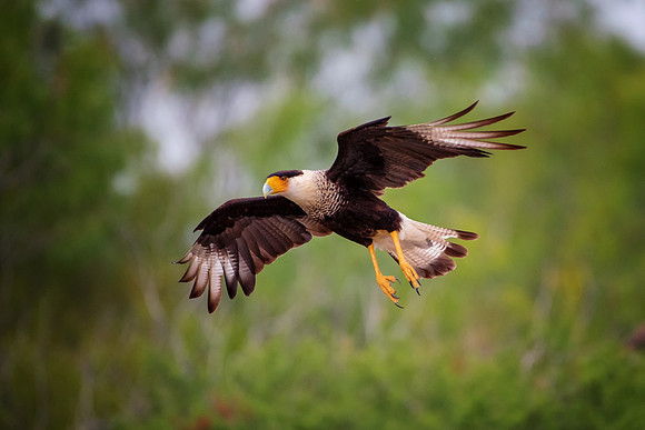 Caracara