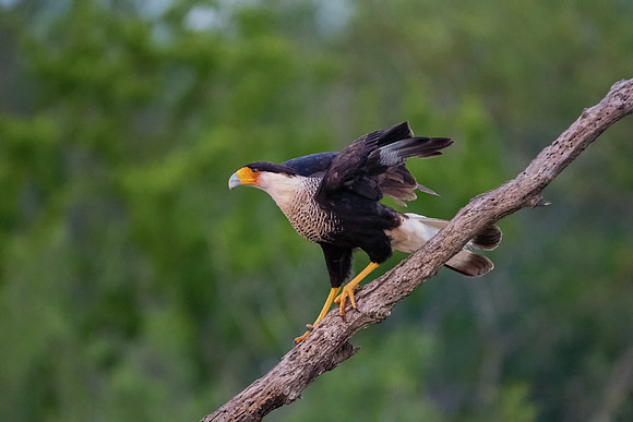 Caracara