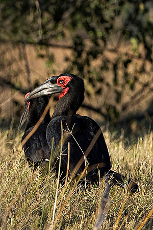 Africa, African, Botswana, Namibia, South, Zambia, Zimbabwe, beak, bird, colors, eye, feathers, resting, safari, savanna, wings, "southern ground hornbill"