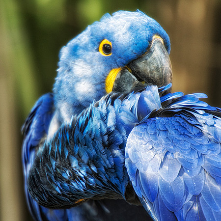 crest, beak, feathers, legs, eyes, flying, climbing, speaking, singing, talking, conversation, Bertazzoni, Nikon, feathers, zoo, chain, cage, trees, pet, nature, Asia, "South America", "Central Americ
