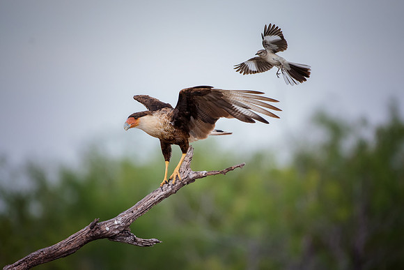 Caracara