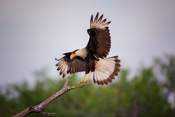 Caracara